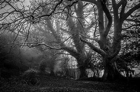 Image result for Scary Black and White Background