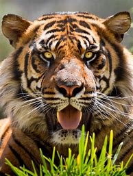 Image result for Tiger Facing Forward