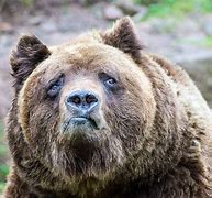 Image result for funniest animal