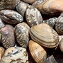 Image result for Different Clams