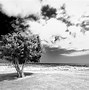 Image result for Yellow Filter Black and White Photography
