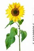 Image result for Sunflower Lock Screen Computer