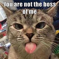 Image result for White Cat with Tongue Out Meme