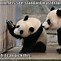 Image result for Funny Panda Bear