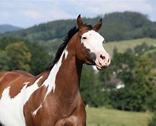 Image result for American Paint Horse Stud