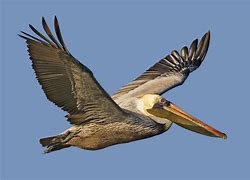 Image result for Pelican Eyes