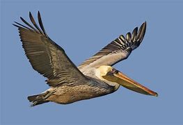 Image result for Pelican Wallpaper
