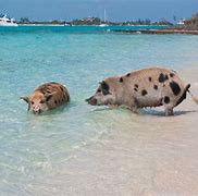 Image result for Exuma Pig Island Bahamas