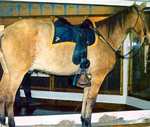 Image result for Comanche Horse