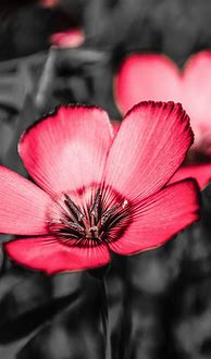 Image result for iPhone X Wallpaper 4K Flowers