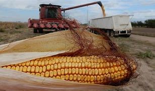 Image result for Corn Harvest in Kansas