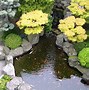 Image result for Septic Pond