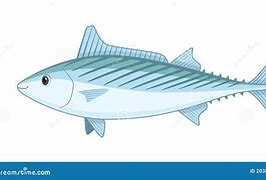 Image result for Bonito Fish Illustration