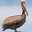 Image result for Pelican Flying Black and White