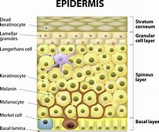 Image result for epidermis