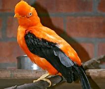 Image result for gallito