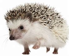 Image result for White Hedgehog