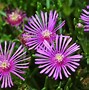 Image result for What Polinates Ice Plant Flower