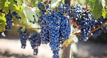 Image result for Vine Fruit Wallpaper