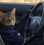 Image result for He Steps Cat Meme