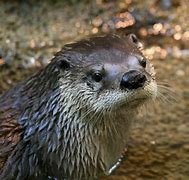 Image result for Her Verse Otter