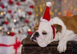 Image result for Funny Pet Christmas Memes