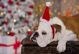 Image result for Funny Christmas Dog Memes