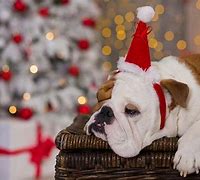 Image result for cute dogs meme christmas