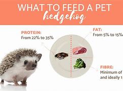 Image result for Hedgehog Food List