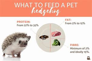Image result for Hedgehog Food List
