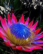 Image result for The African Flower