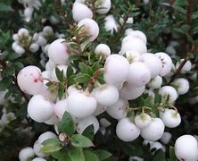 Image result for Pernettya mucronata Alba