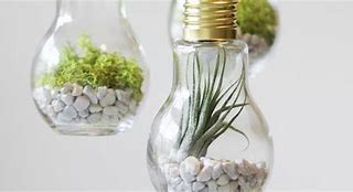 Image result for Products Made of Plants