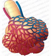 Image result for alveoll