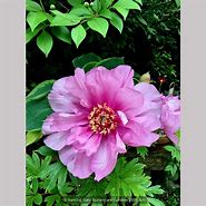 Image result for Paeonia itoh Andersons Kaleidoscope