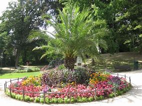 Image result for Belgium Palm Trees