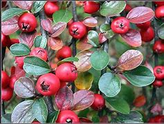 Image result for cotoneaster_lucidus