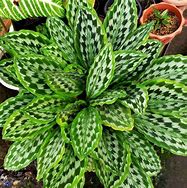 Image result for calathea