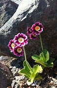 Image result for Primula auricula Consett