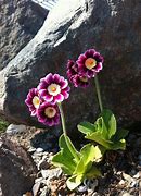 Image result for Primula auricula Wedgewood