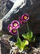 Image result for Primula auricula Guinea