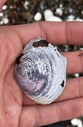Image result for Mahogany Clams Preparation