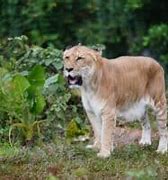 Image result for Diet of a Liger