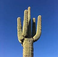 Image result for Cactus Tall Cylindrical