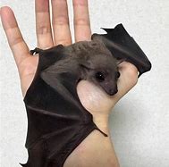Image result for Bat Hands