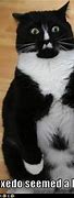 Image result for Fat Tuxedo Cat Memes