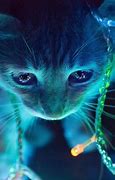 Image result for Cat Looking at Galaxy