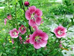 Image result for Anisodontea capensis