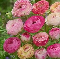 Image result for Ranunculus asiaticus Aviv Picotee -rose-