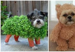 Image result for Cool Dog Costumes for Halloween